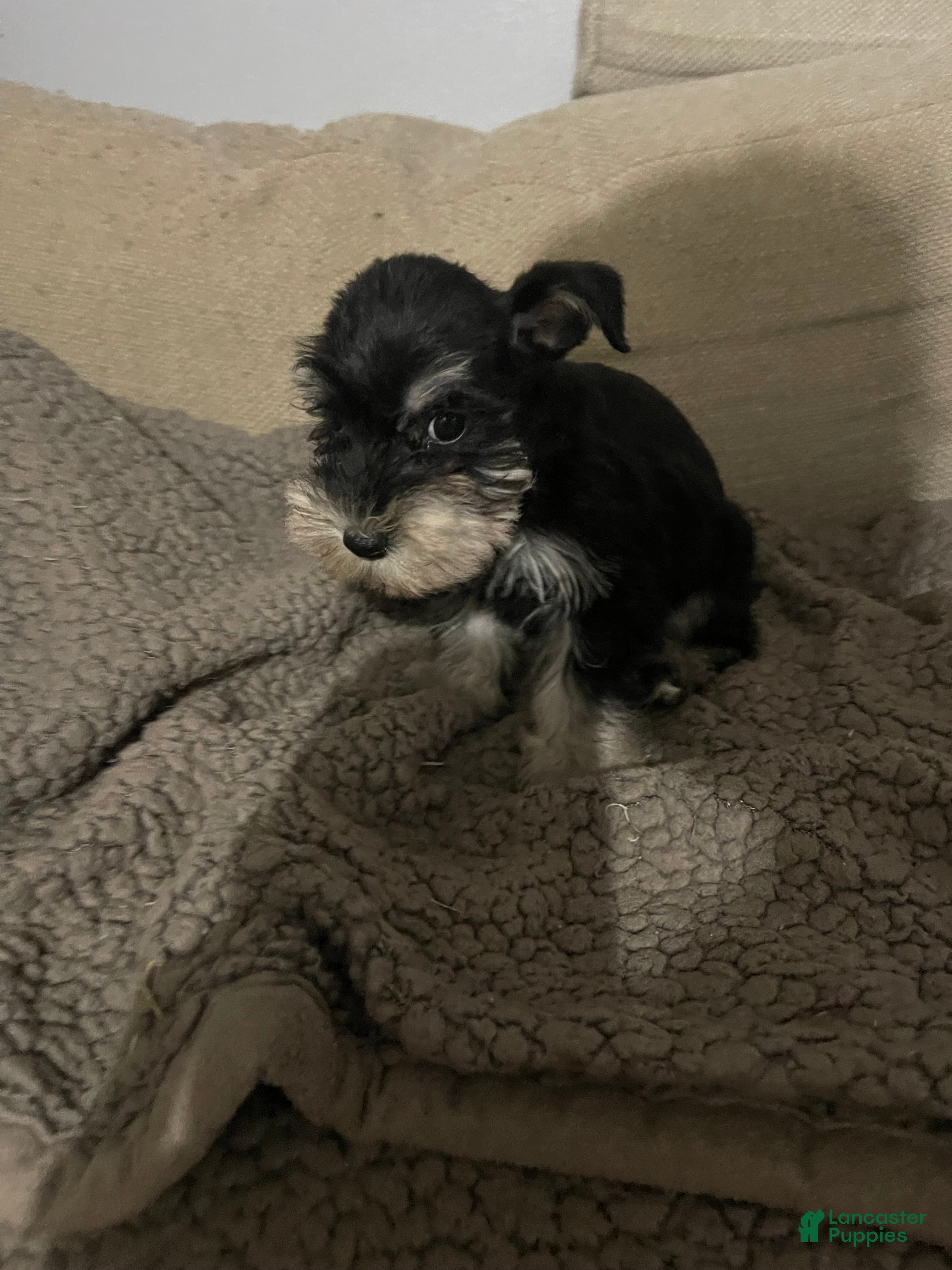 Miniature Schnauzer dogs Miniature Schnauzer 4 - Ad 9