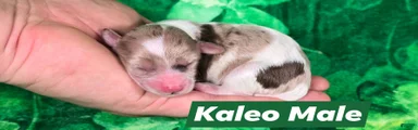 Kaleo