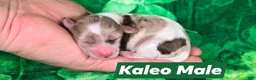 Maltipoo dogs for sale: Kaleo - Ad 1
