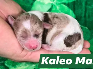 Maltipoo dogs Kaleo - Ad 25