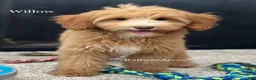 Mixed Breed dogs for sale: Willow - Ad 1