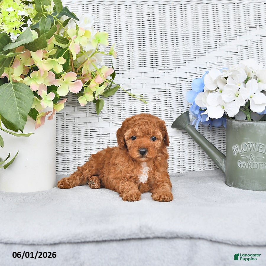 Mini Aussiedoodle dogs for sale: Myla - Ad 3