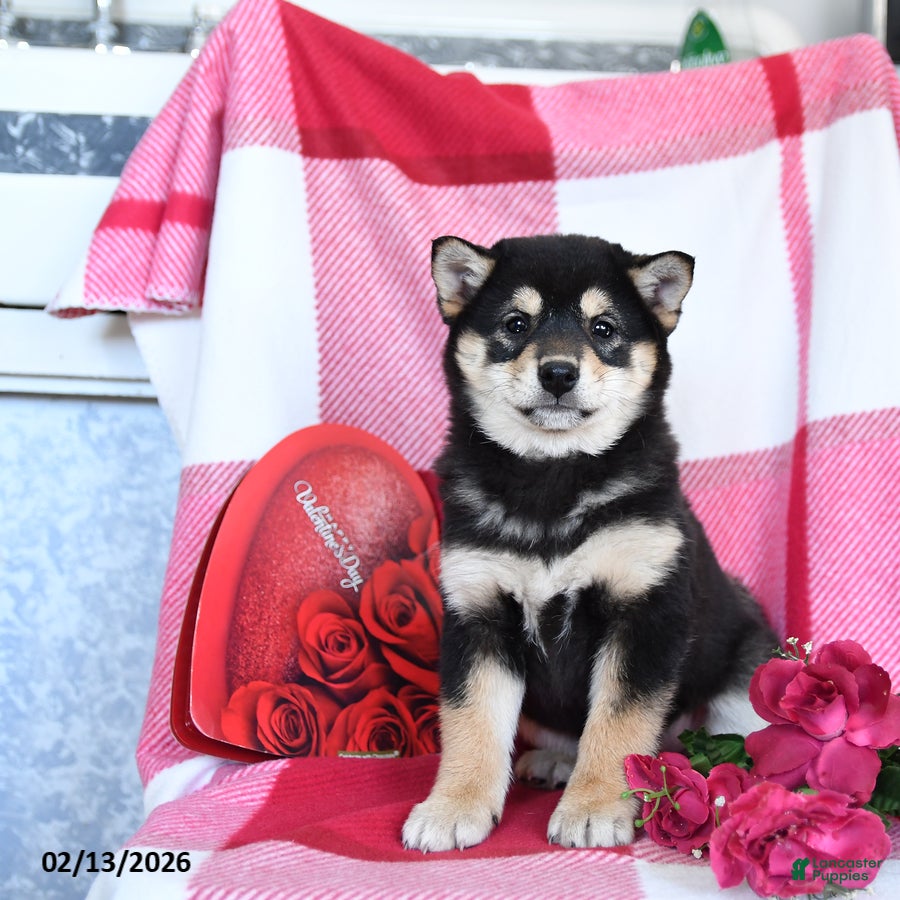 Shiba Inu dogs Britta  - Ad 8