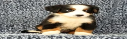Bernese Mountain Dog dogs for sale: Carla - Ad 5