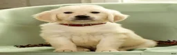 Golden Retriever dogs for sale: Gavin - Ad 7