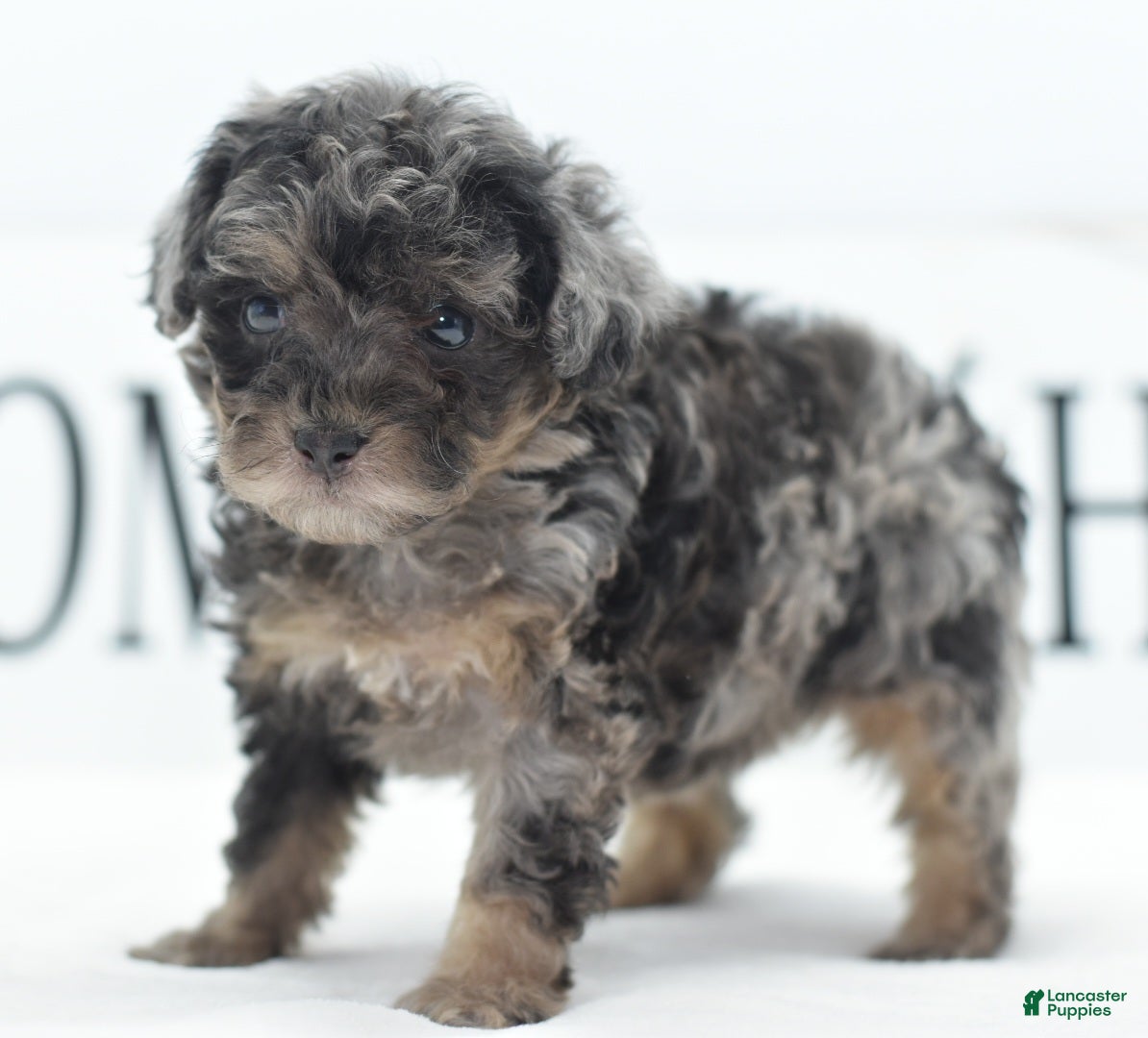 Toy Poodle dogs for sale: Luna - Ad 2