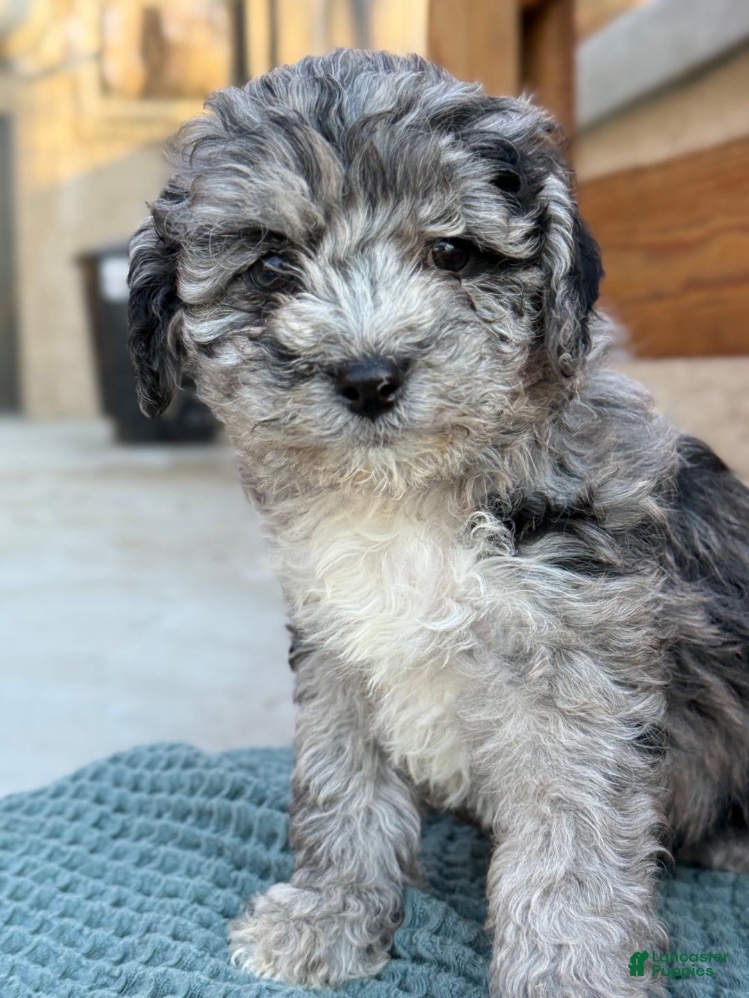 Bichpoo dogs for sale: Ashlee - Ad 3