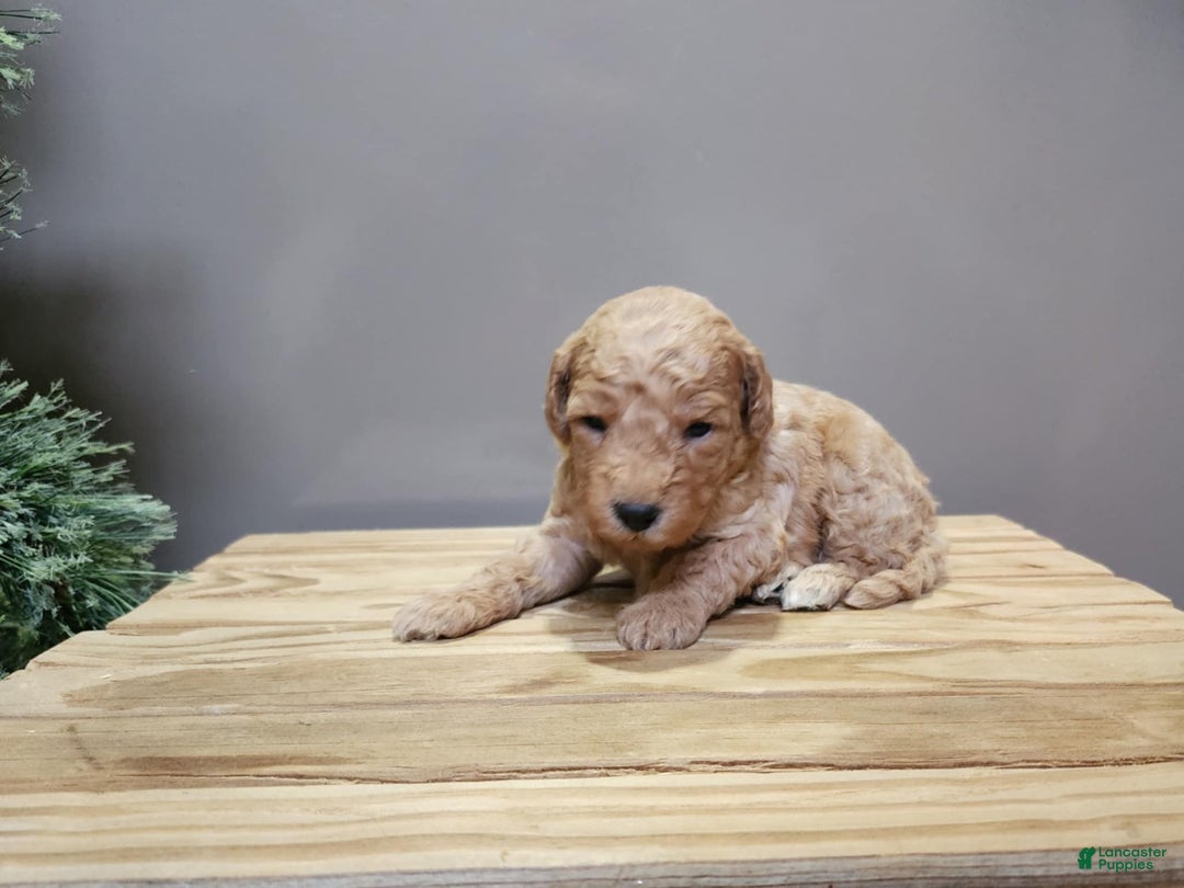 Mini Goldendoodle dogs for sale: Indy - Ad 11