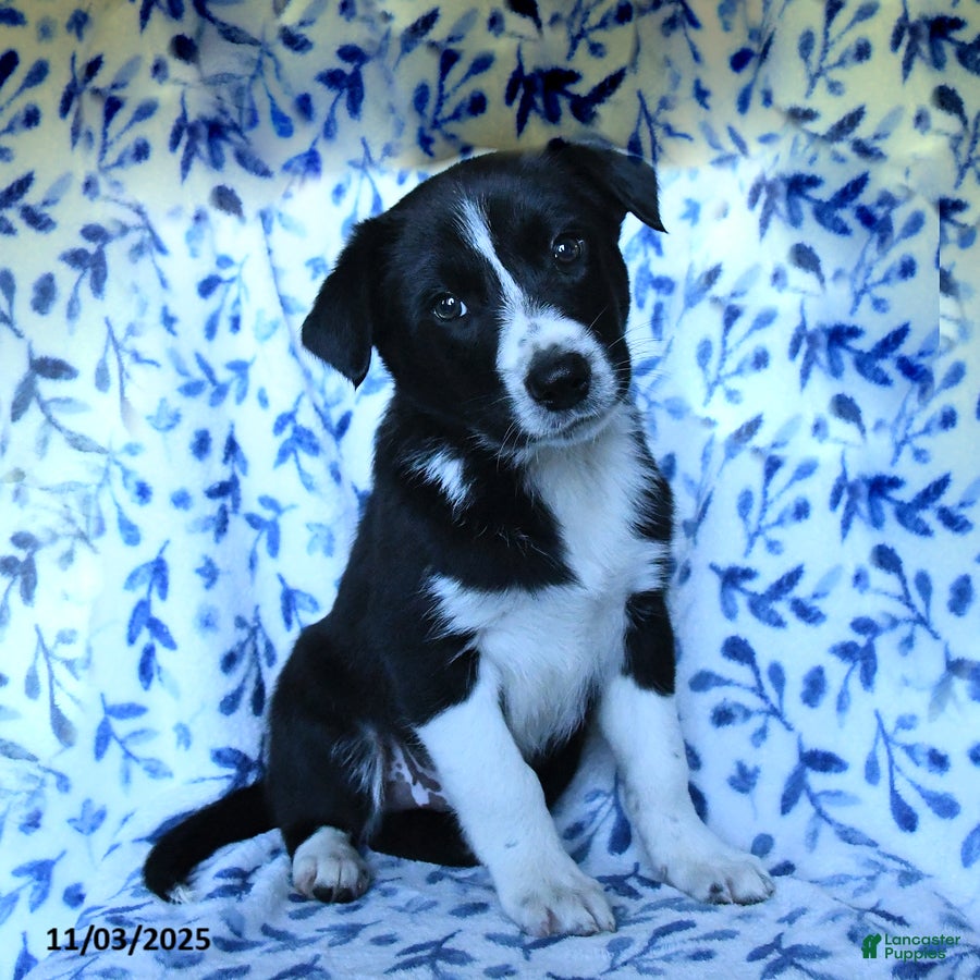 Mixed Breed dogs Brad  - Ad 29