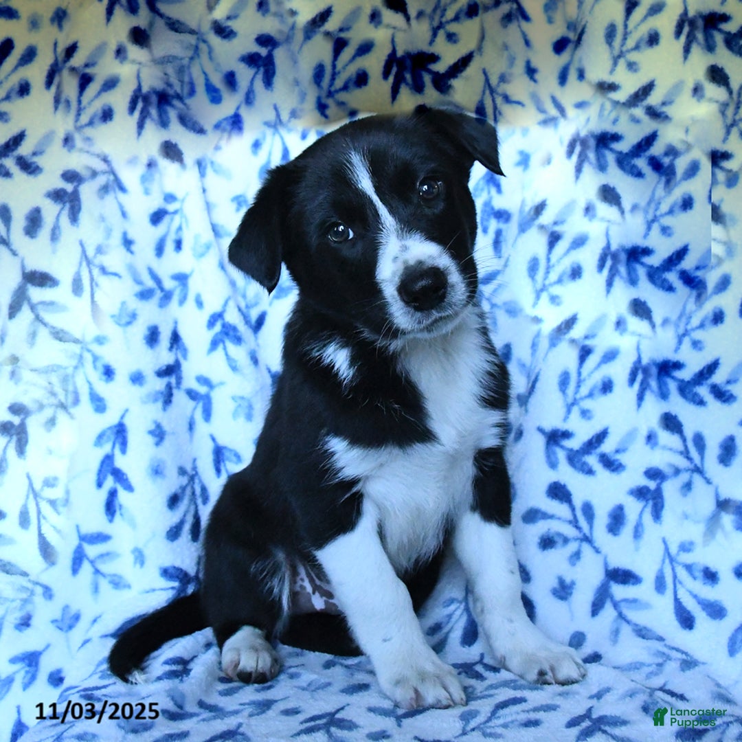 Mixed Breed dogs for sale: Brad  - Ad 1