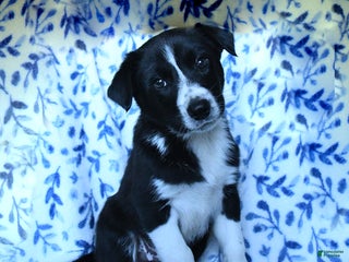 Mixed Breed dogs Brad - Ad 33