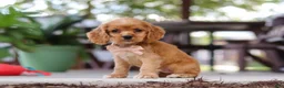 Cocker Spaniel dogs for sale: Billie - Ad 6