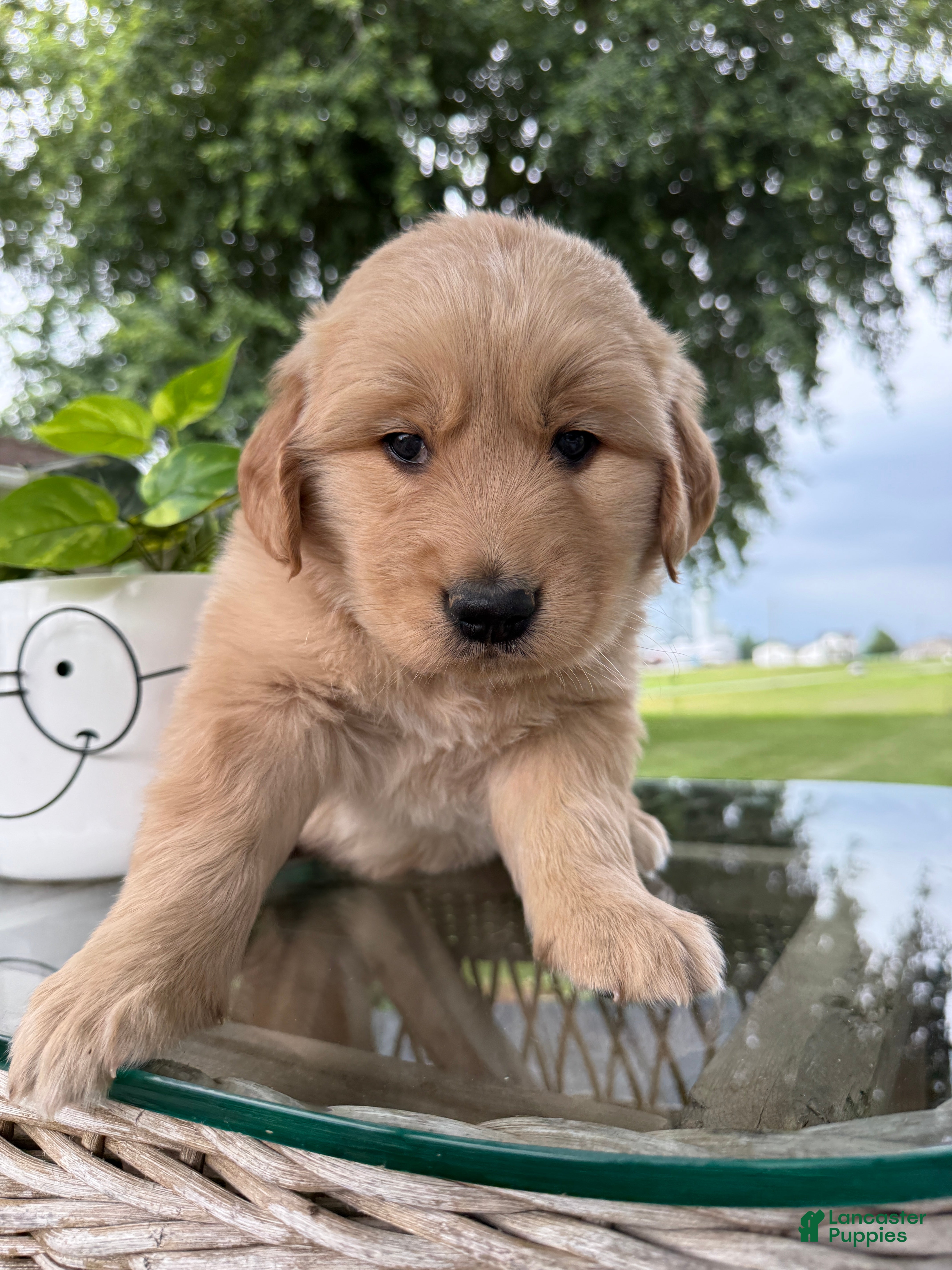 Golden Retriever dogs Victor - Ad 1