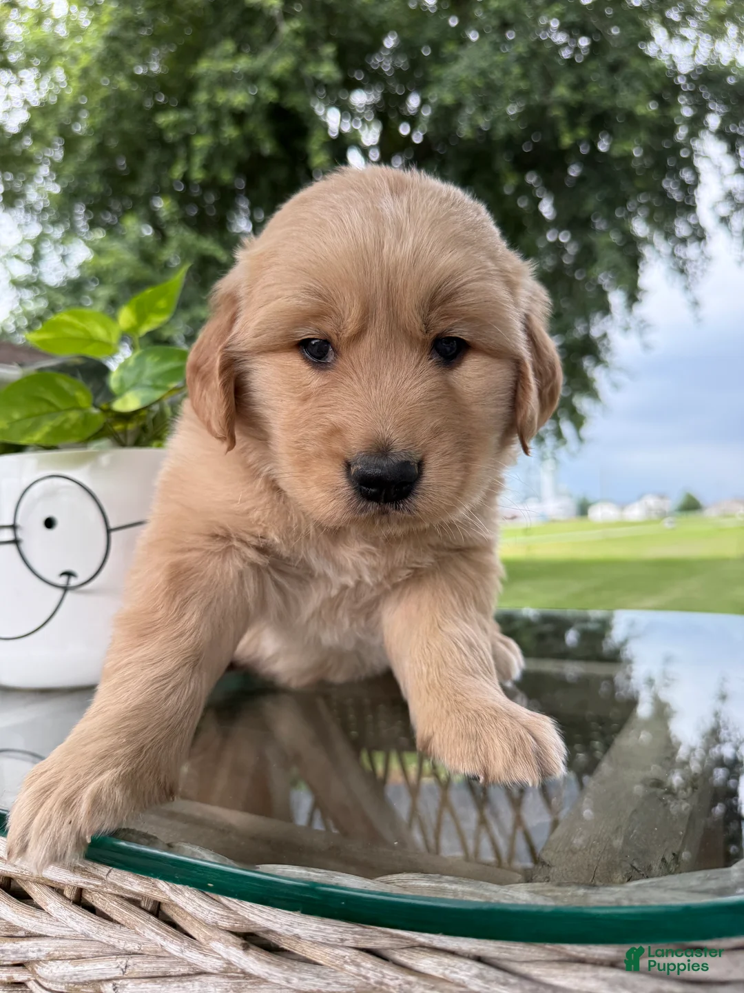Golden Retriever dogs for sale: Victor - Ad 1