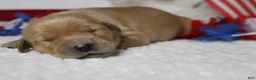 Golden Retriever dogs for sale: Bagel  - Ad 12