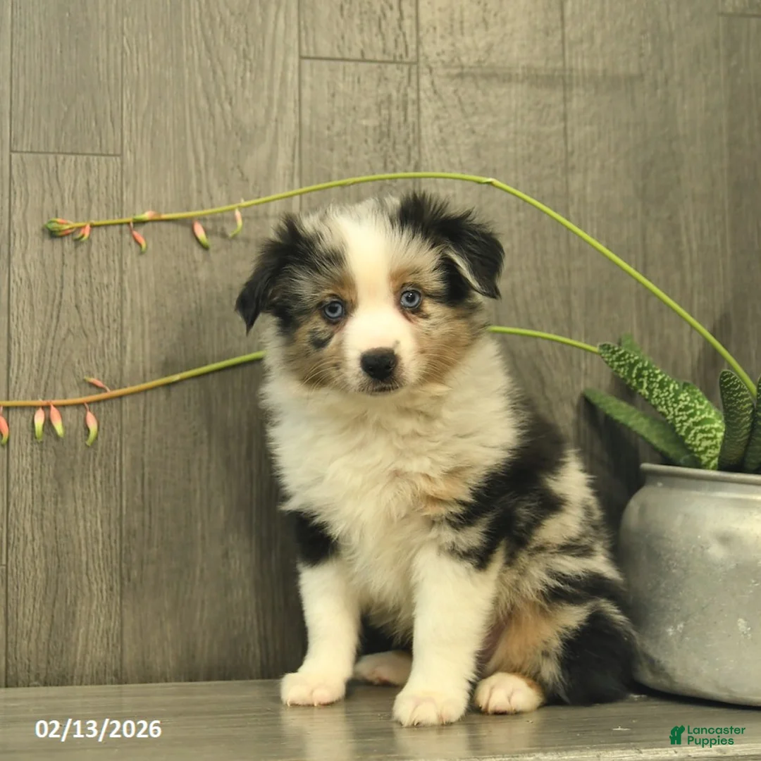 Miniature Australian Shepherd dogs for sale: Cheif  - Ad 1