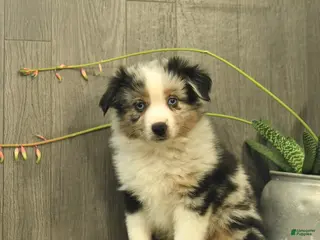 Miniature Australian Shepherd dogs Cheif - Ad 21