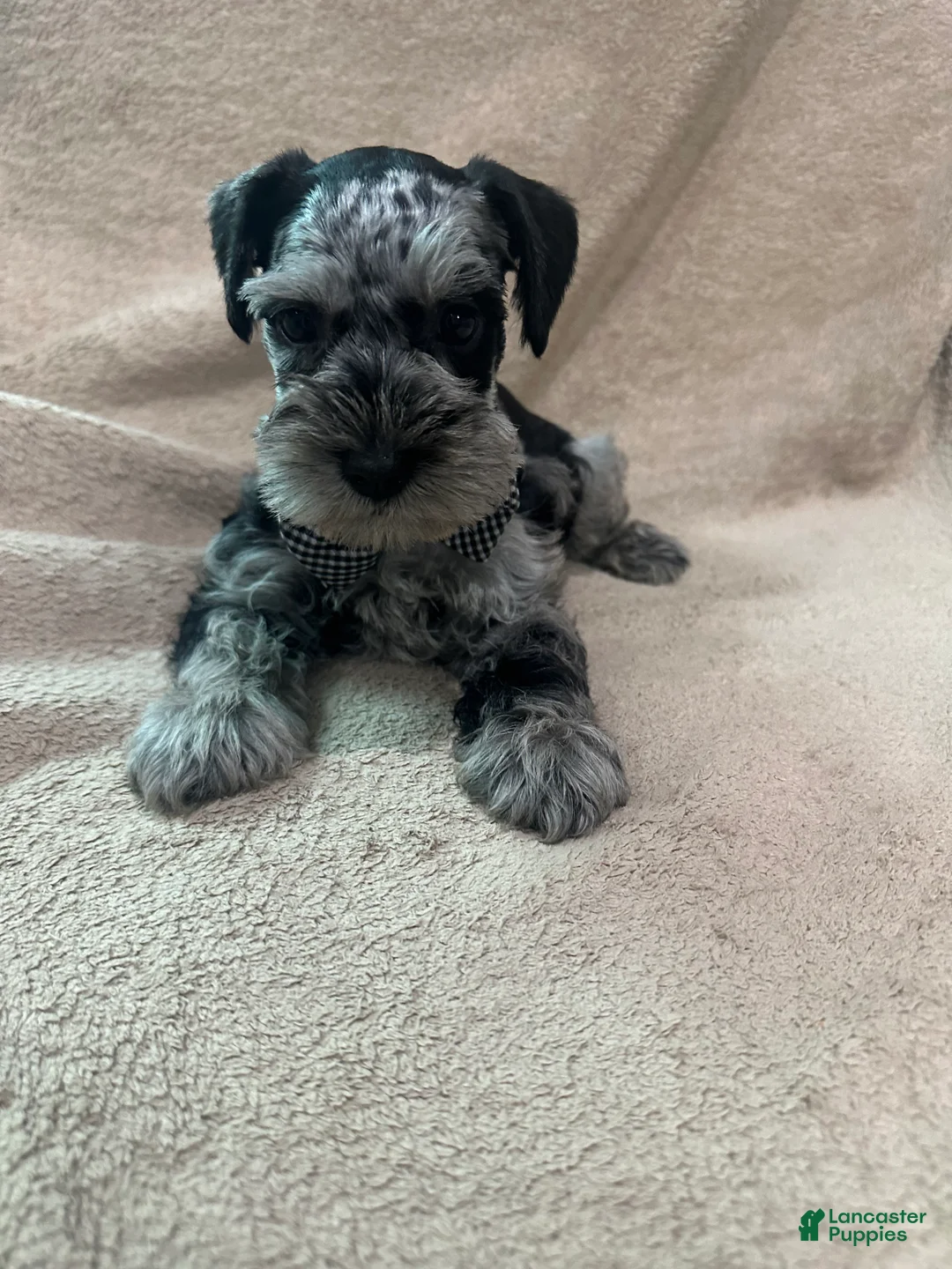 Miniature Schnauzer dogs for sale: Rocky - Ad 2