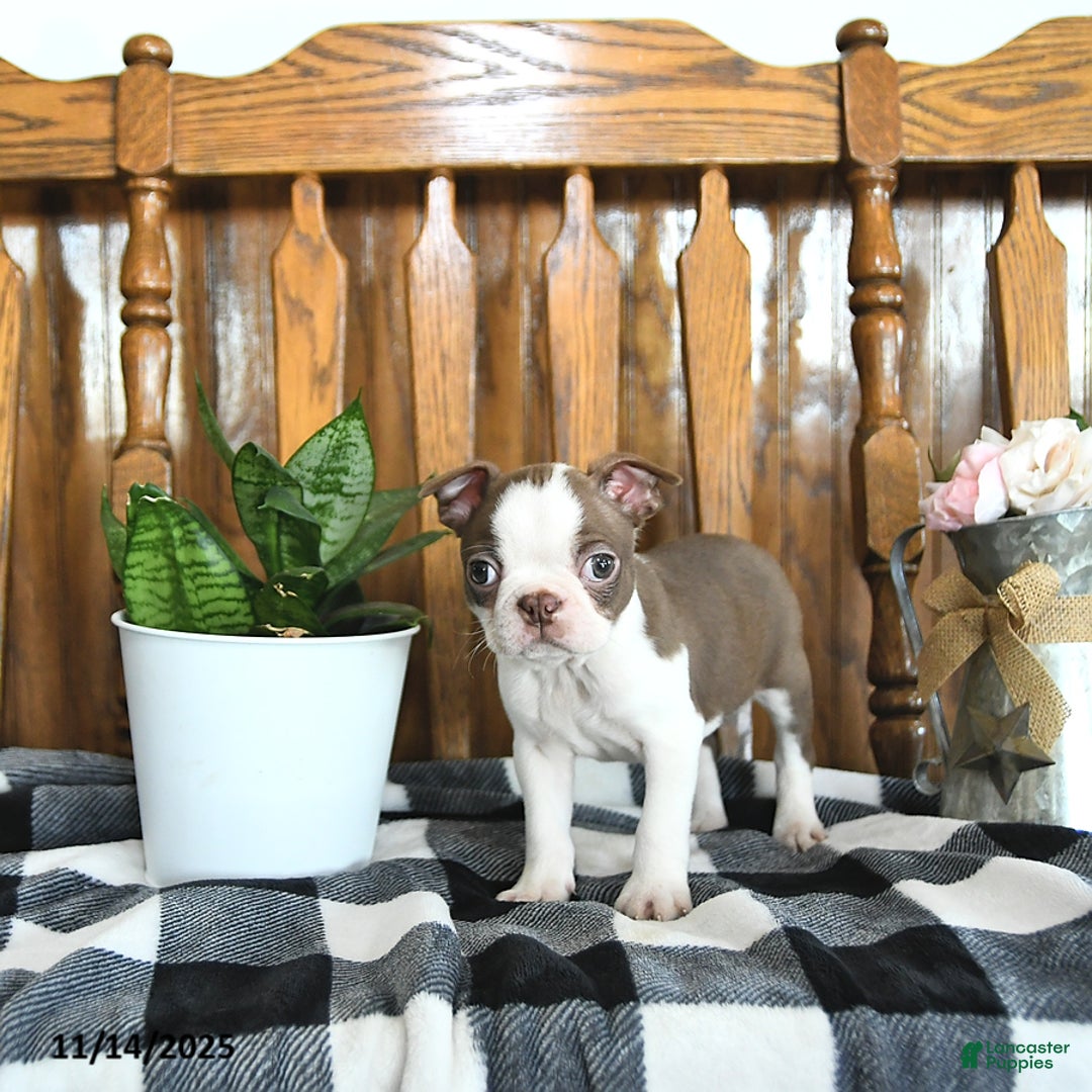 Boston Terrier dogs for sale: Trent - Ad 10
