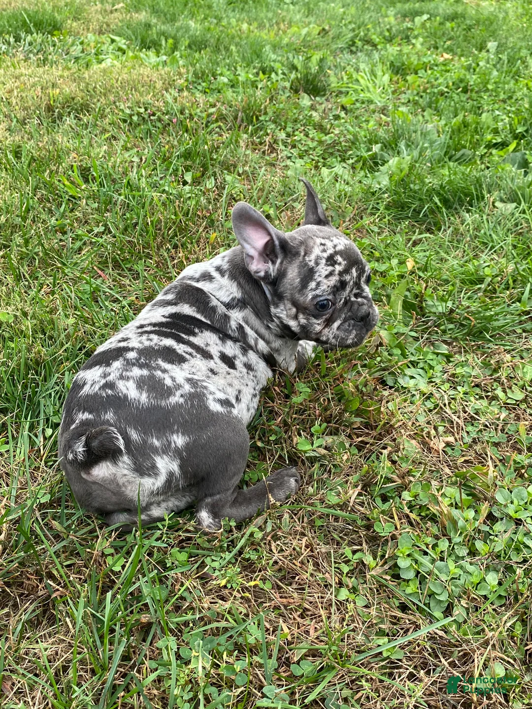 French Bulldog dogs for sale: Mindy - Ad 1