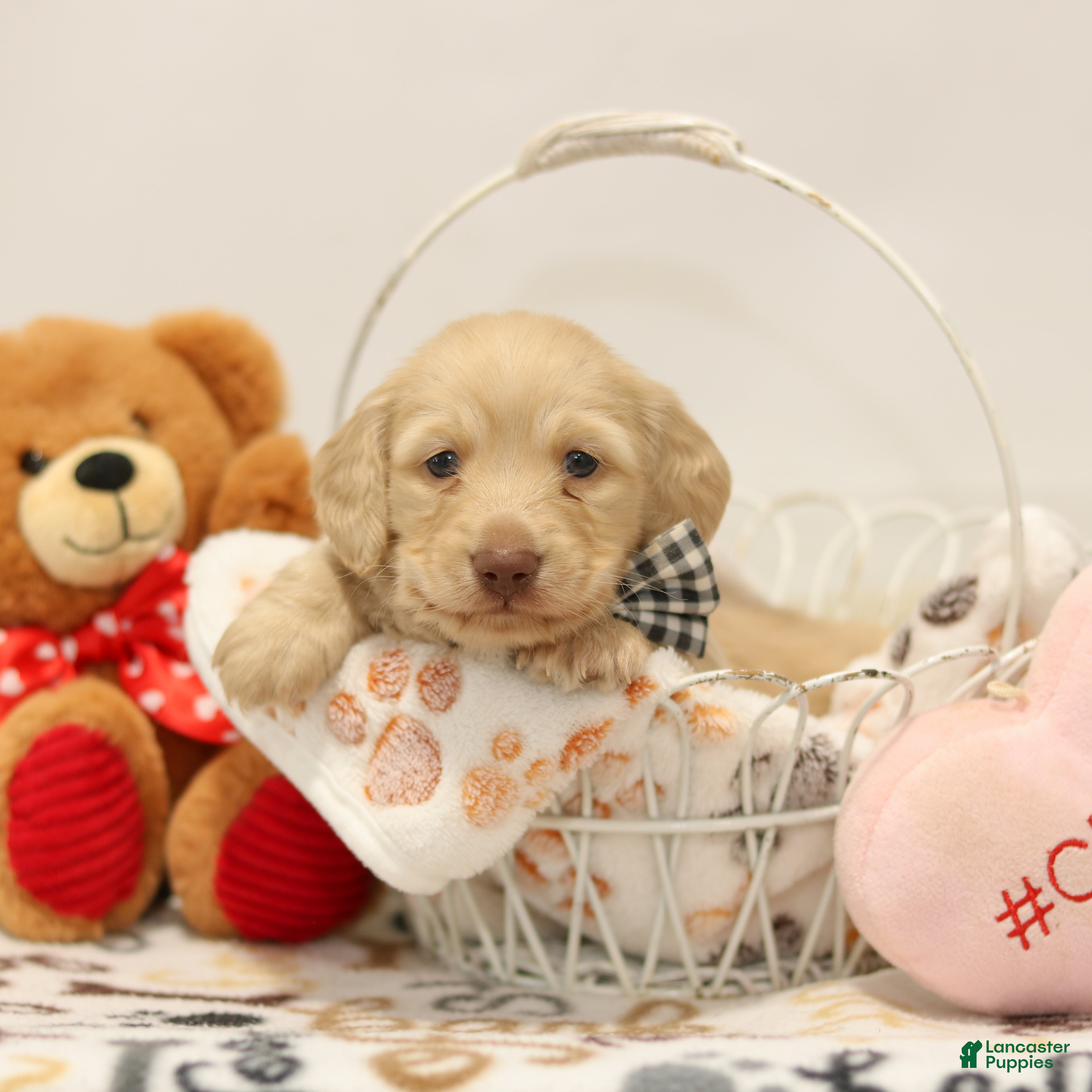 Miniature Dachshund dogs Bruno  - Ad 1