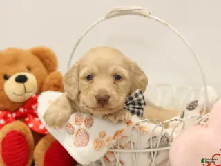 Miniature Dachshund dogs for sale: Bruno - Ad 2