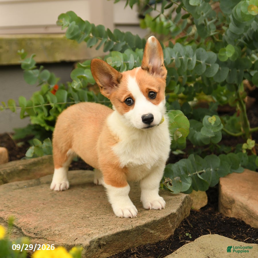 Welsh Corgi Pembroke dogs Sunshine - Ad 2