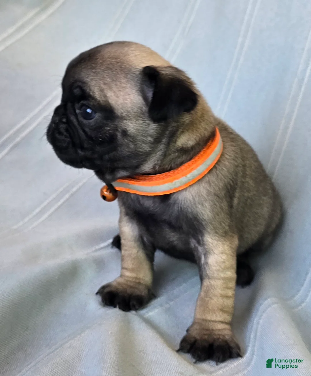 Pug dogs for sale: Nakita - Ad 2