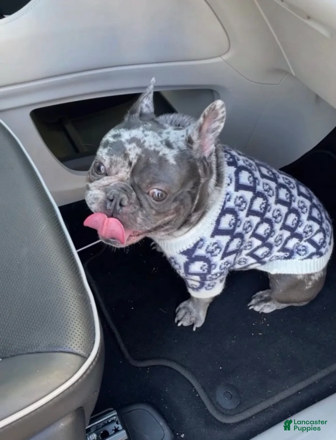 French Bulldog dogs for sale: Baby - Ad 9