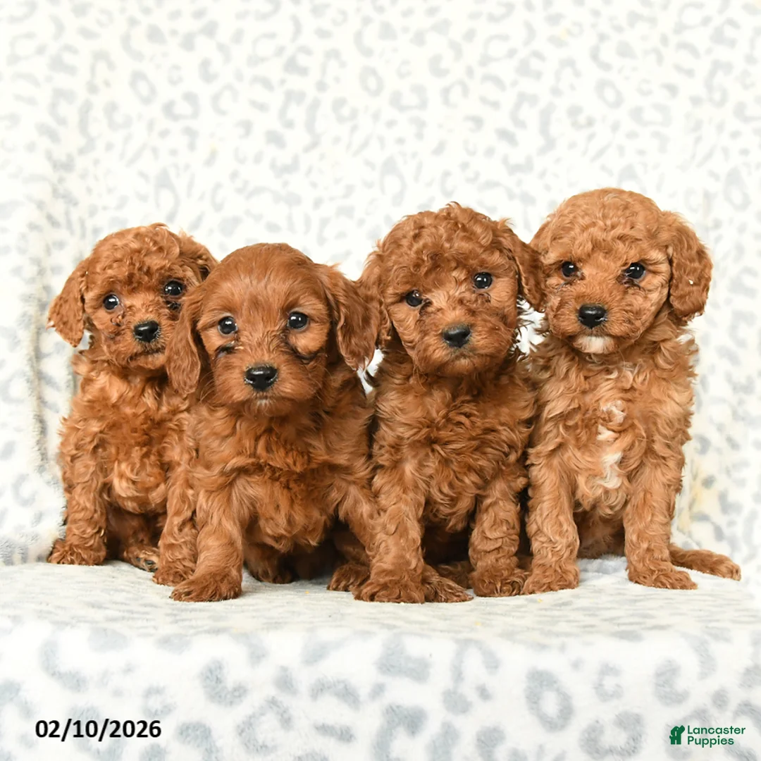 Miniature Poodle dogs for sale: Liam - Ad 5