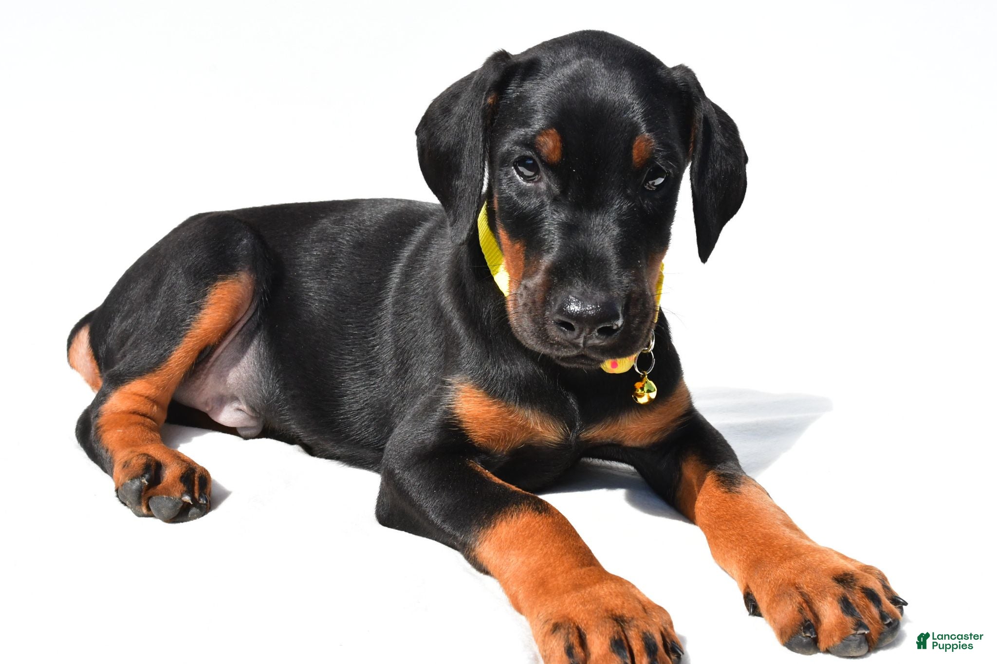 Doberman Pinscher dogs Bubba - Ad 1