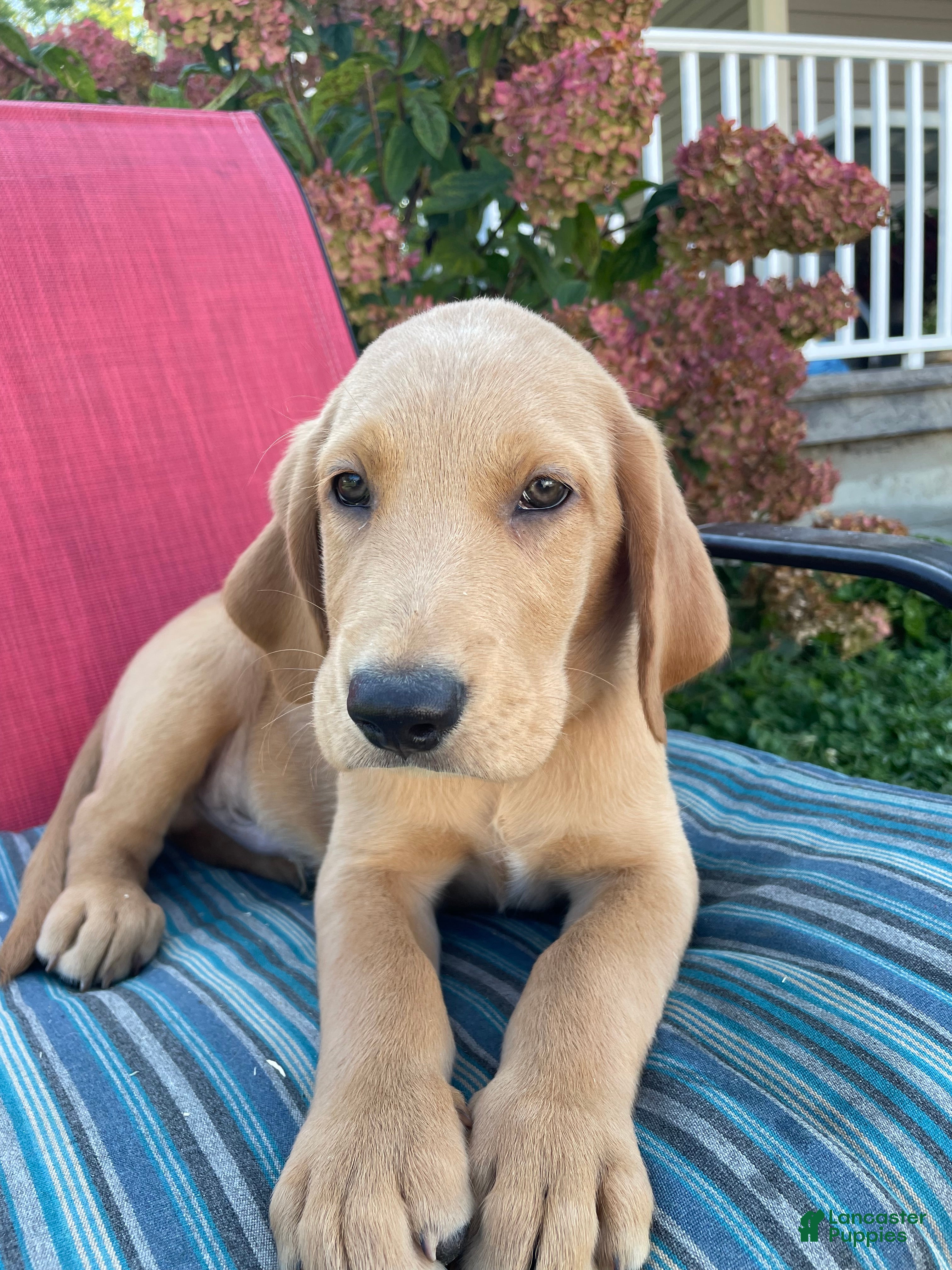 Mixed Breed dogs Rocky - Ad 1