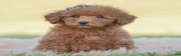 Toy Poodle dogs for sale: Numbby - Ad 2
