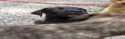 Cane Corso dogs for sale: Cane Corso Puppy 1 - Ad 9