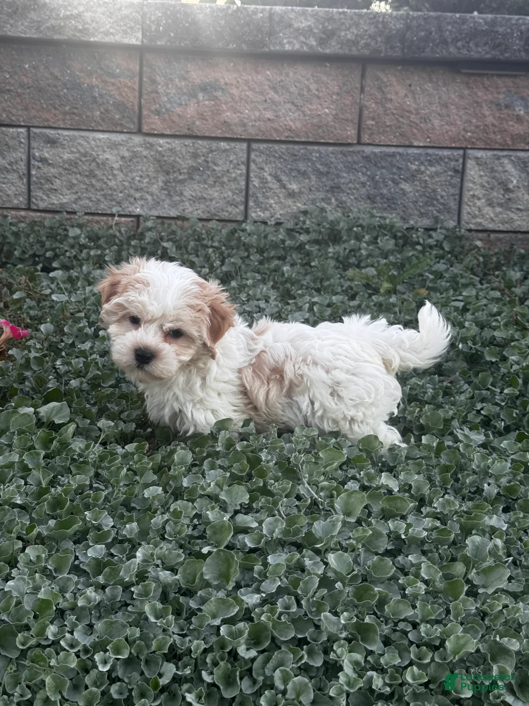 Havanese dogs for sale: Hamilton  - Ad 2