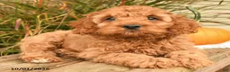 Cockapoo dogs for sale: Jep - Ad 3
