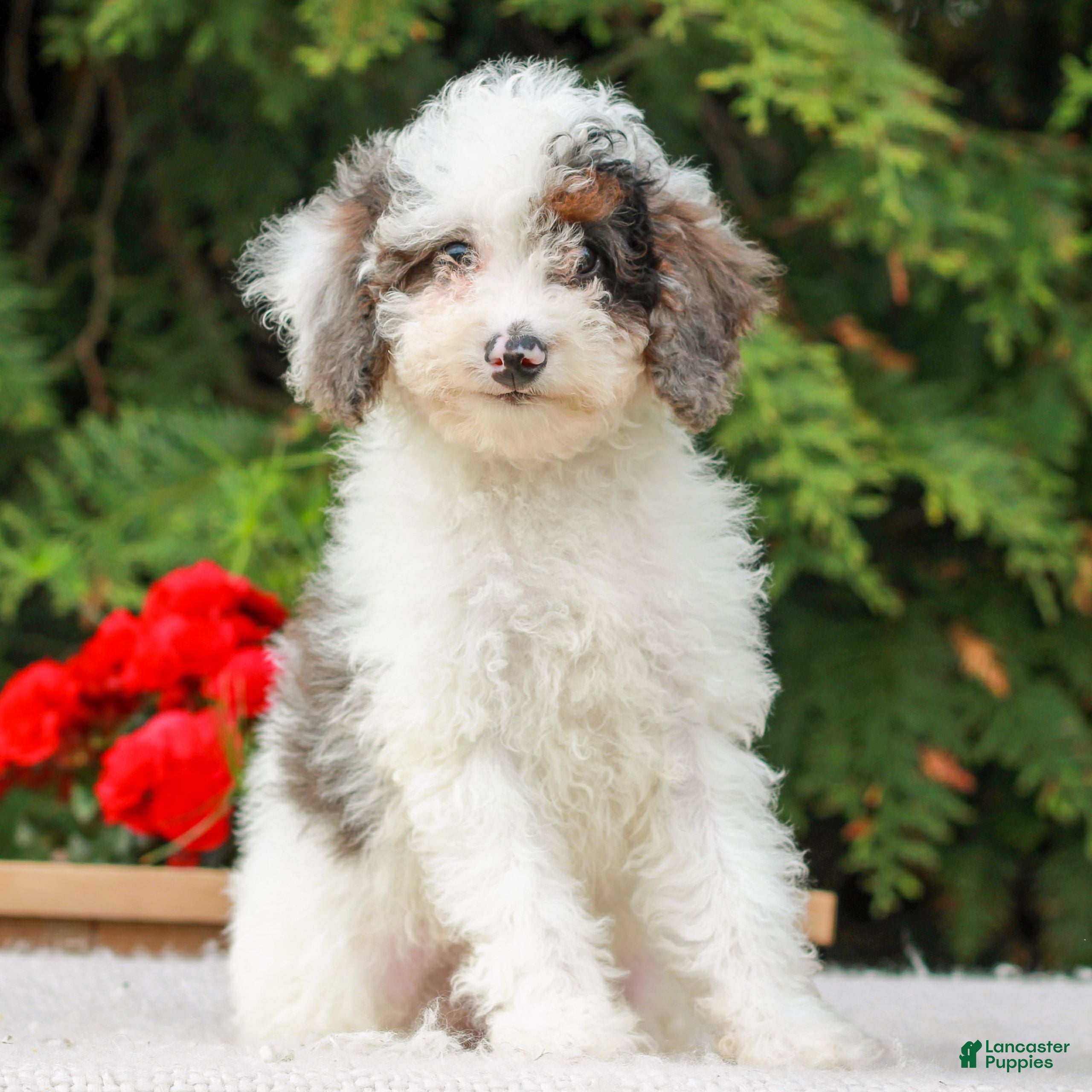 Miniature Poodle dogs Carson  - Ad 1