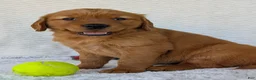Golden Retriever dogs for sale: Miss Ruby  - Ad 8