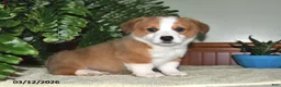 Welsh Corgi Pembroke dogs for sale: Sammy - Ad 3