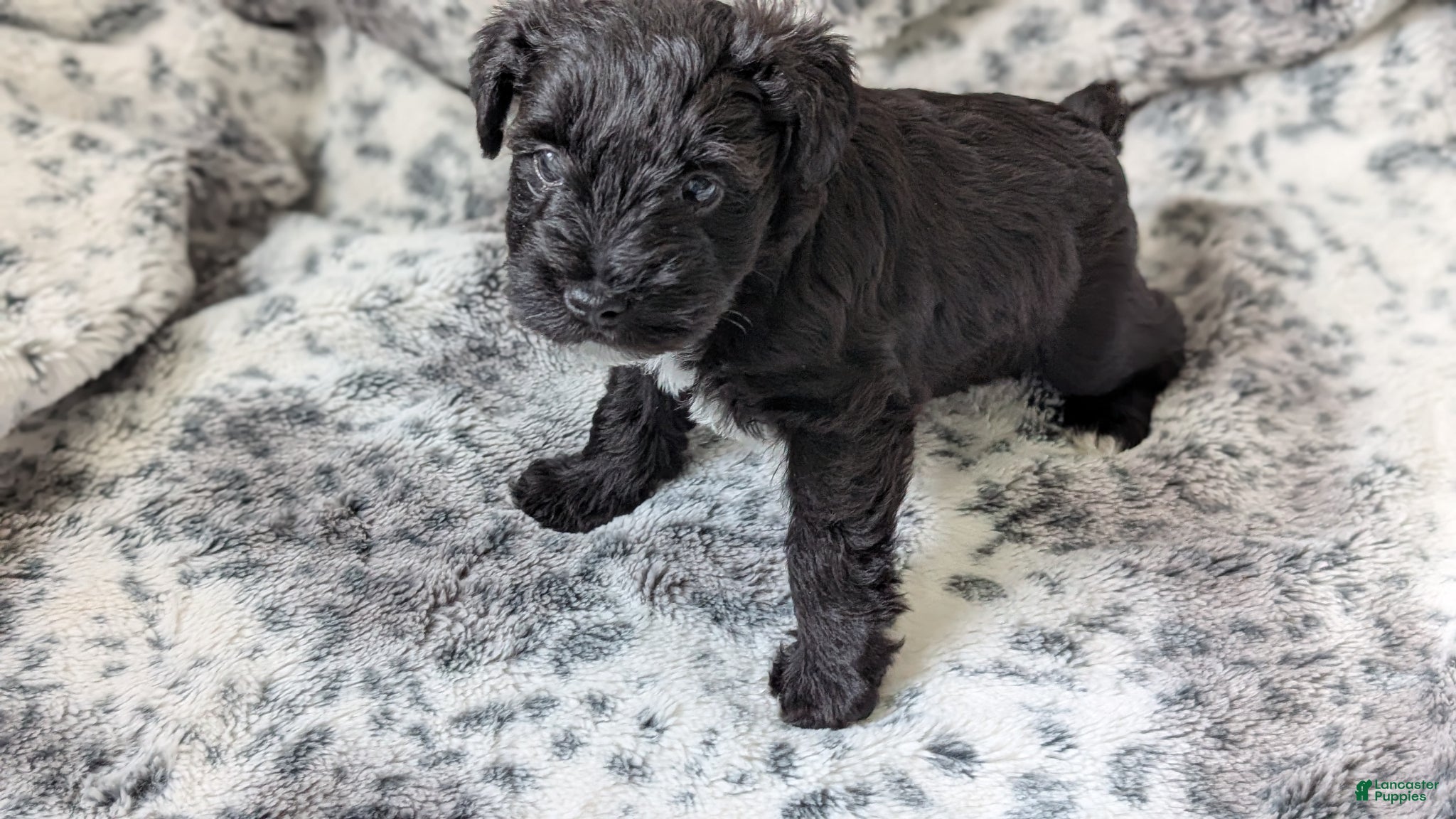 Miniature Schnauzer dogs Panther - M - Ad 4