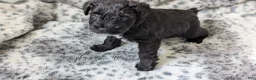 Miniature Schnauzer dogs for sale: Panther - M - Ad 1