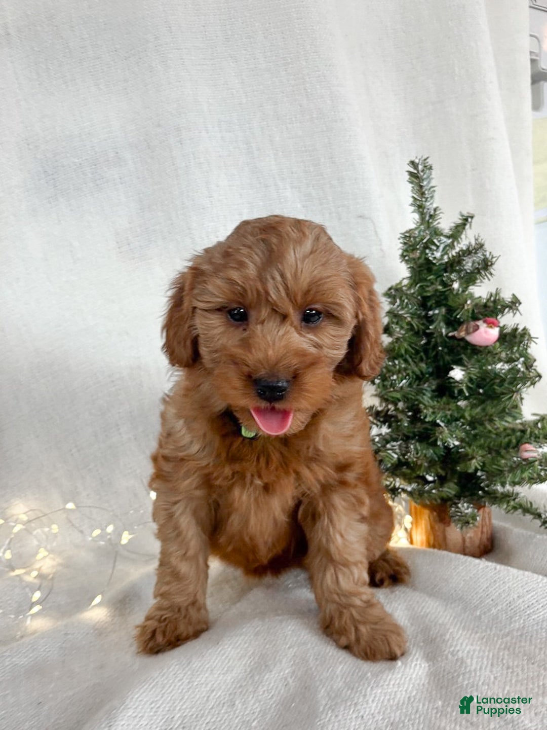 Goldendoodle dogs for sale: Luna - Ad 3