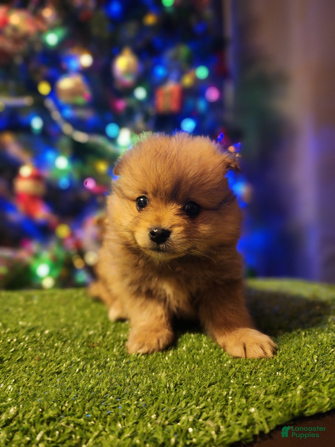 Pomeranian dogs for sale: Gizmo - Ad 8