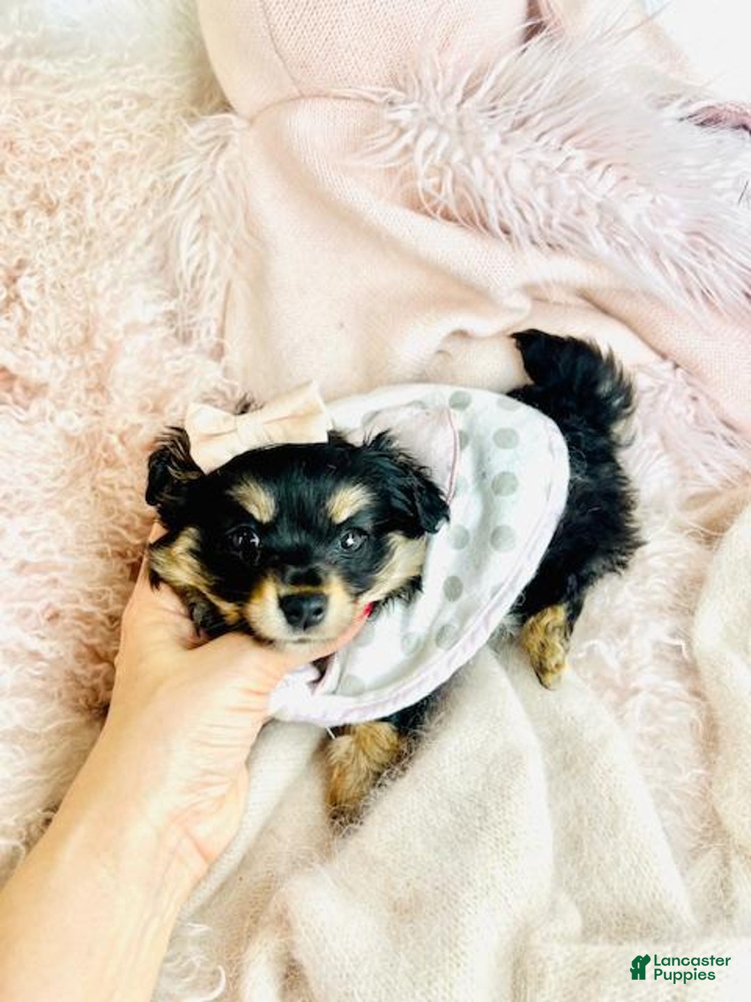 Pomchi dogs for sale: Pomchi Puppy 2 - Ad 3