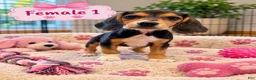 Beagle dogs for sale: Sadie - Ad 3
