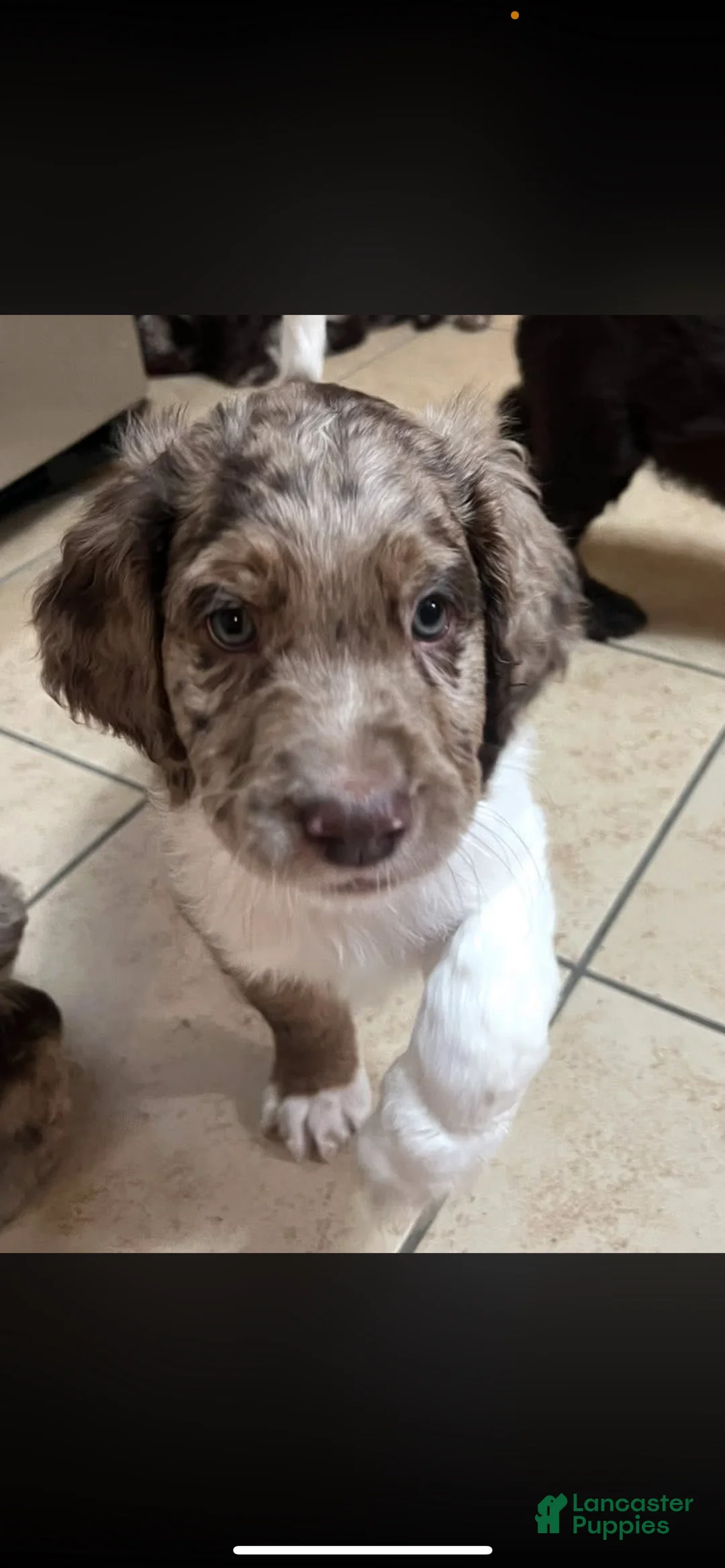 Double Doodle dogs for sale: Cupid - Ad 3