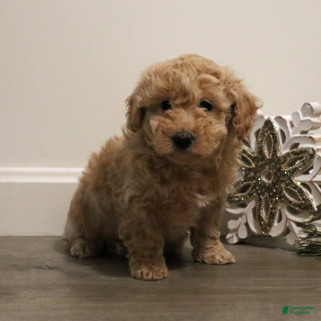 Miniature Poodle dogs for sale: Missy - Ad 2