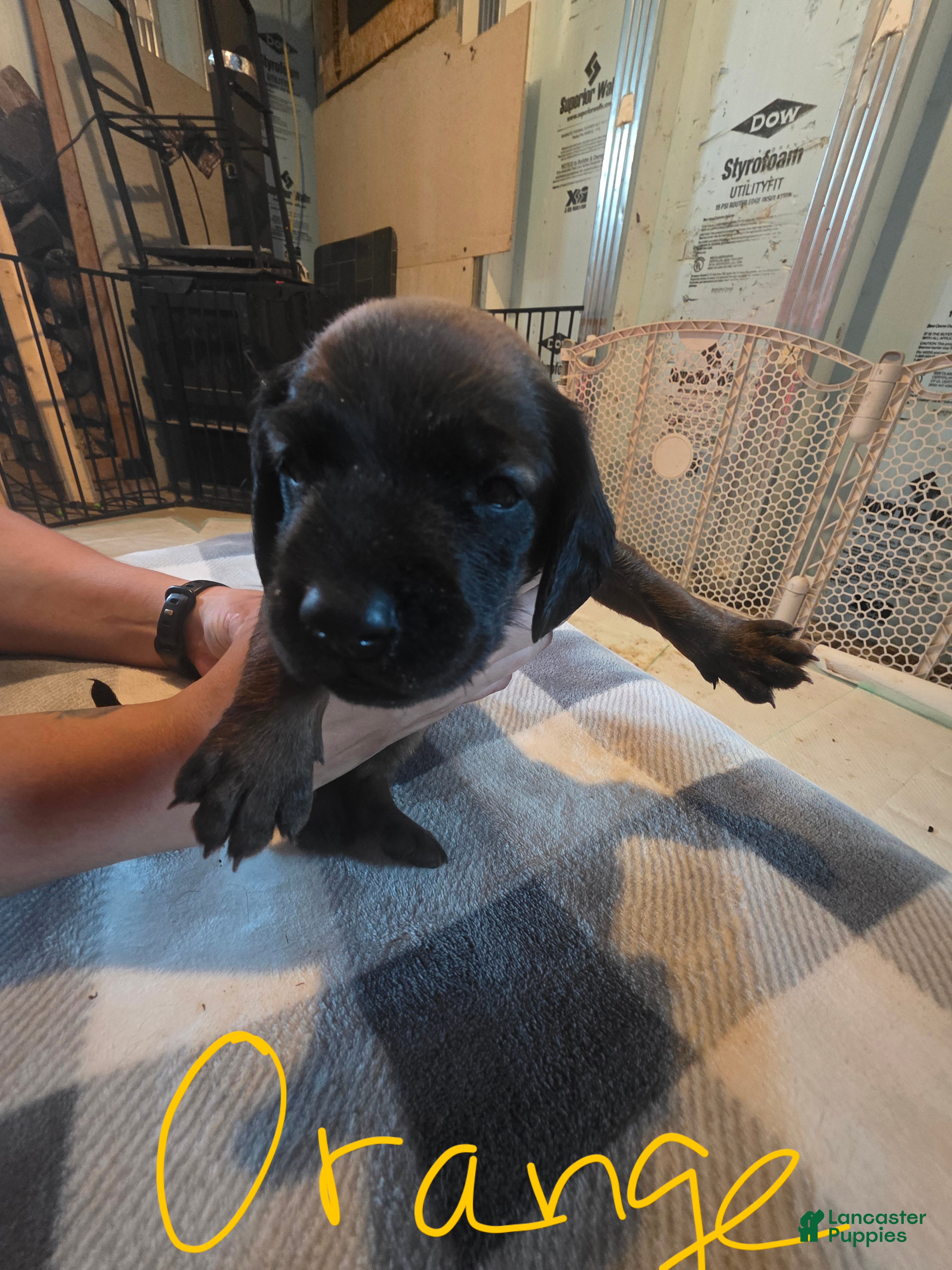 Other breed dogs Bavarian Mountain Scent Hound Orange Male Puppy - Ad 18