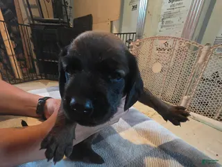 Other breed dogs Bavarian Mountain Scent Hound Orange Male Puppy - Ad 18
