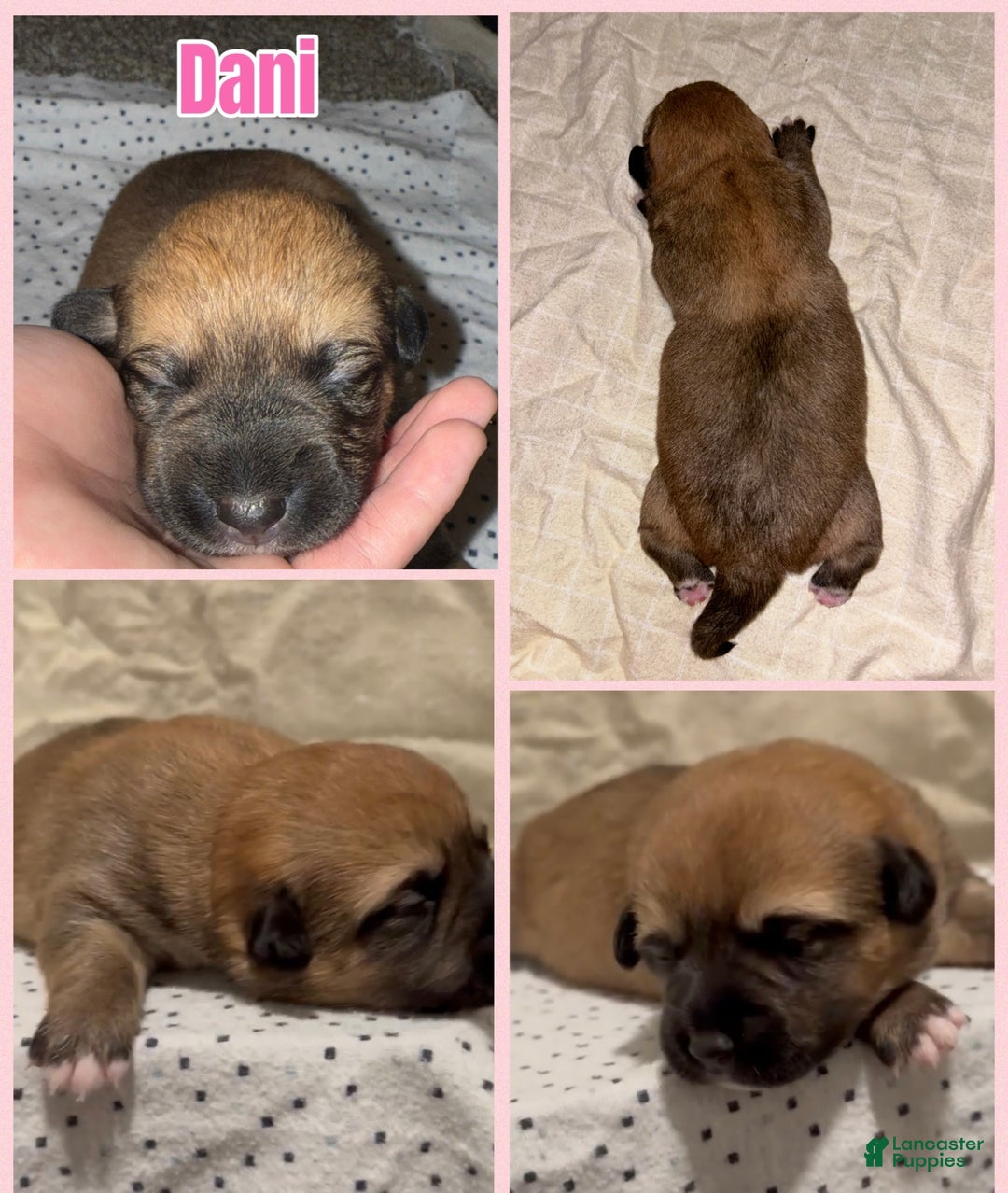 Mixed Breed dogs for sale: Mixed Breed Puppy 4 - Ad 2